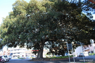 Ficus della Rotonda